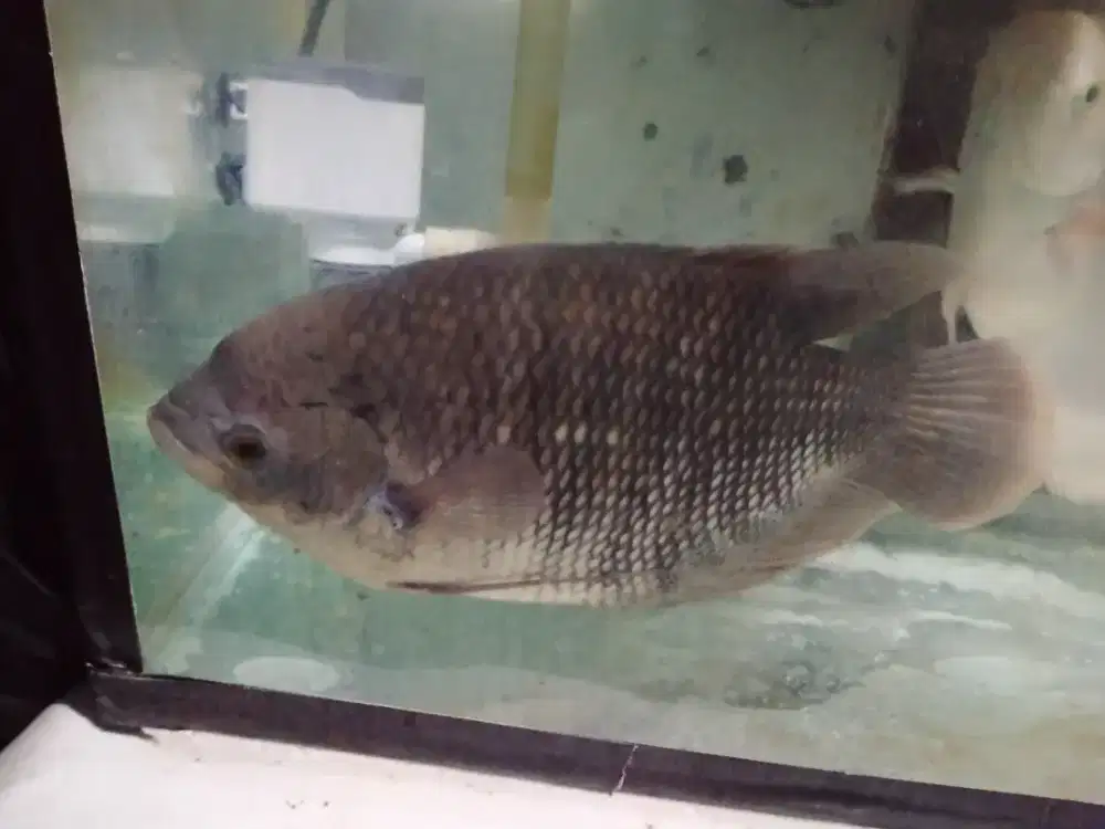 Ikan gurame  bastar hitam