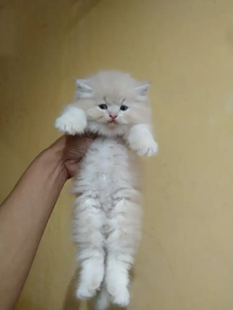 Persia longhair usia 2 bulan jantan sudah mandiri no minus  mata biru