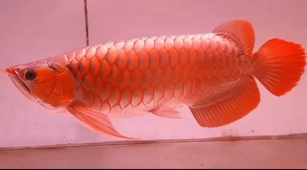 Arowana Super Red Size 58cm