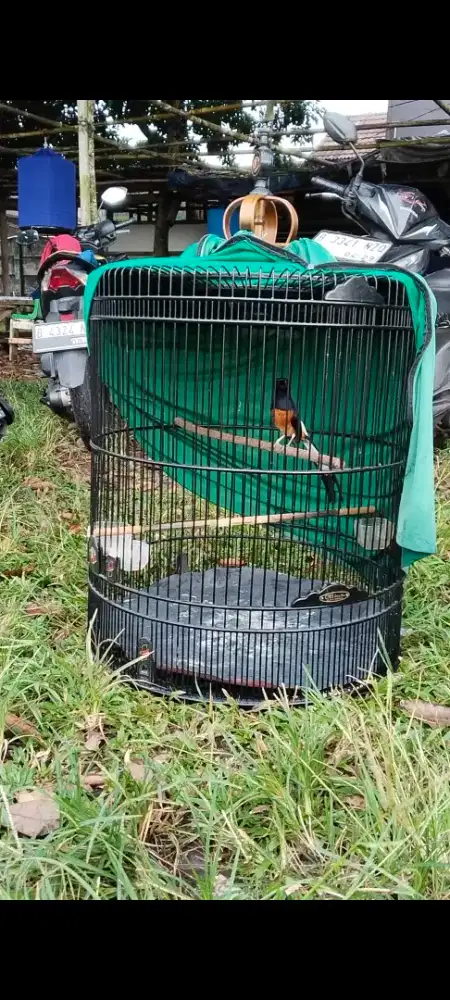 Murai baru hutan prestasi