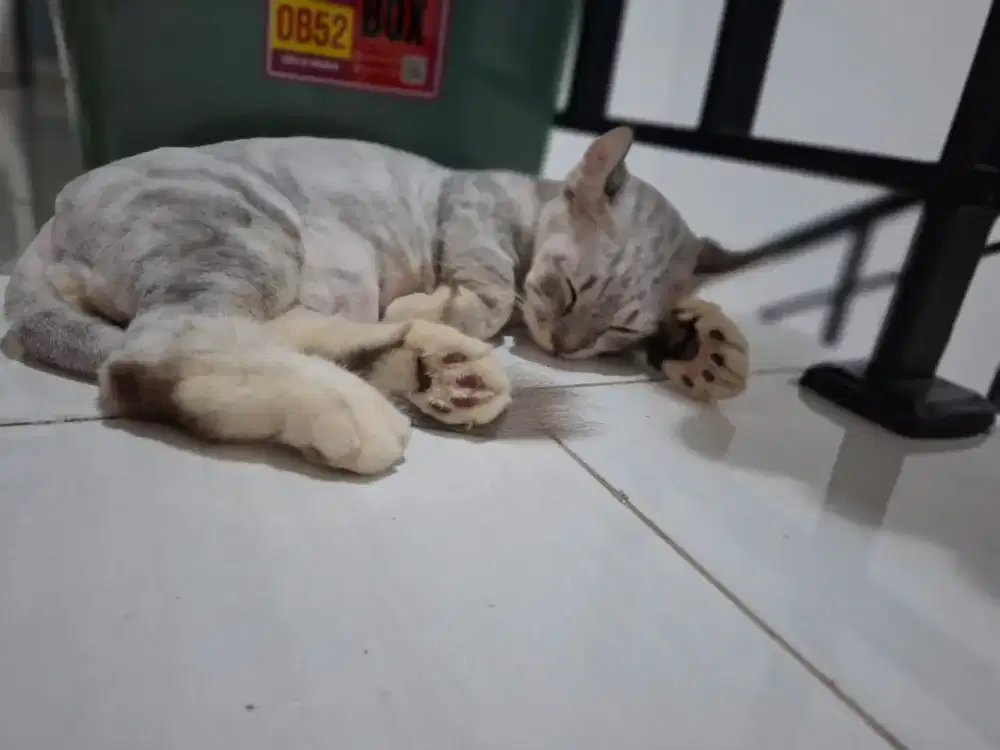 Lepas adopt muchkin kinkalow