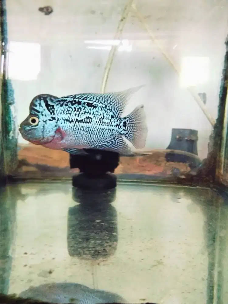 Louhan kamfa mata putih jenong