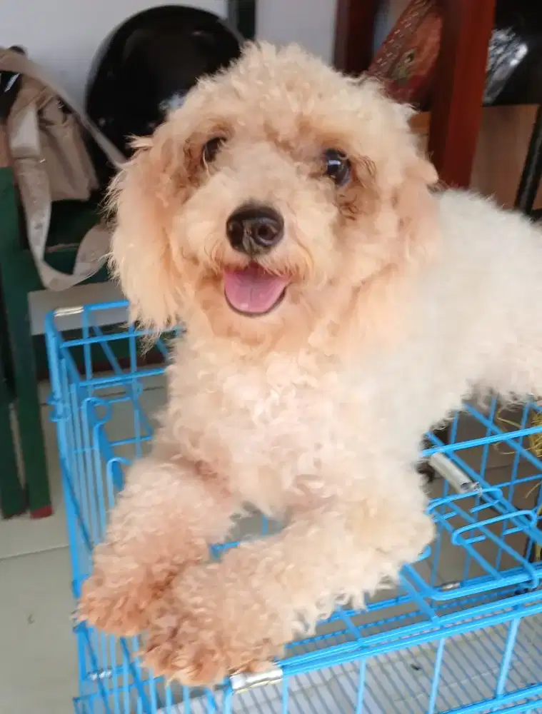 Anjing Pudel Mix Bicon