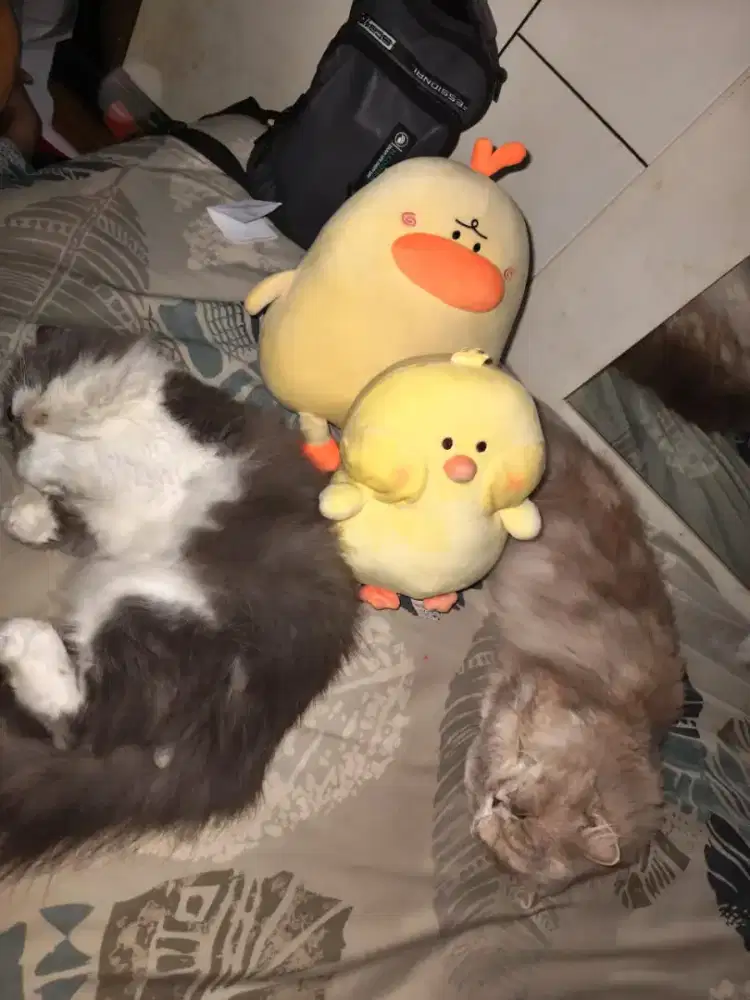 Di butuhkan karyawan penyayang dan bisa mengurusi kucing tinggal dalam