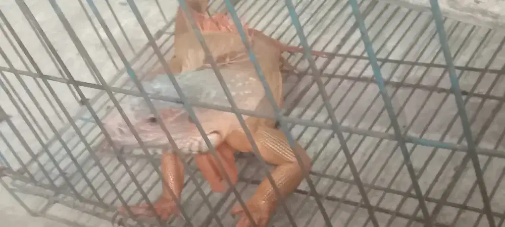 Iguana warna merah atau red panjang 1 meter