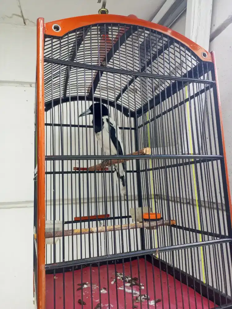 Burung jagal body besar