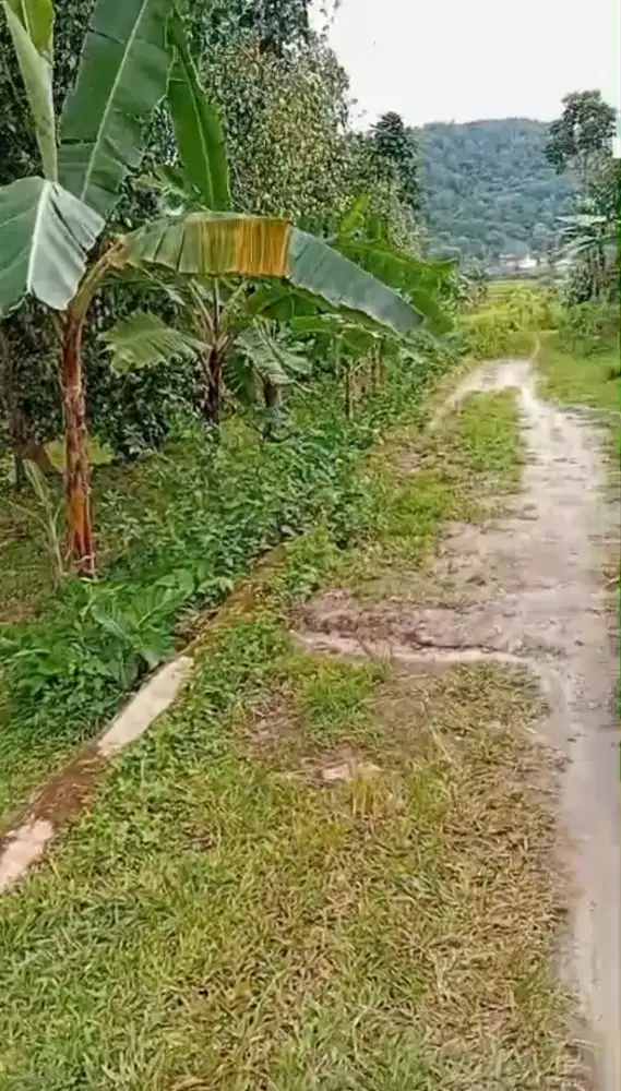 Tanah kebun & sawah Di pancur