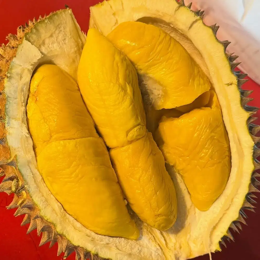 Dicari Host Live Marketing khusus Wanita pengalaman 1.5thn minimal