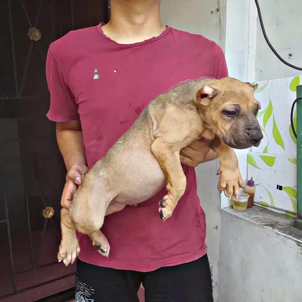 Amerikan Pitbull Bigbone