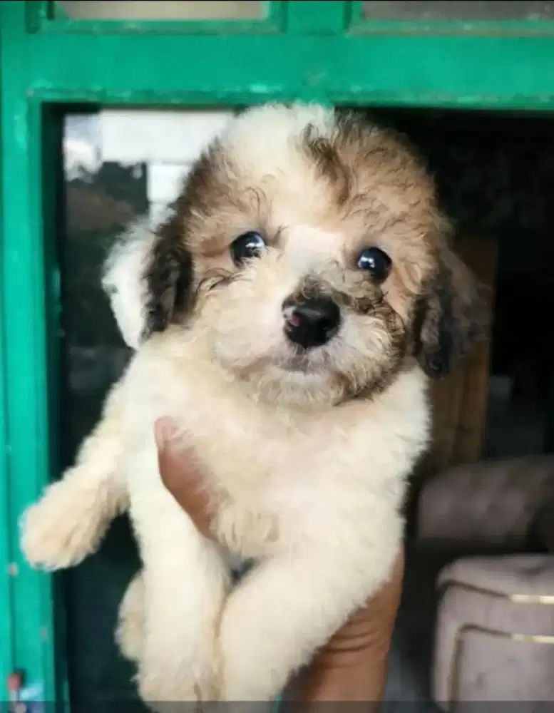 Tiny poodle jantan warna unik