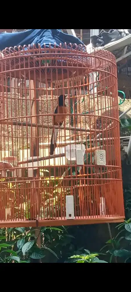 Muray muda jln lapangan