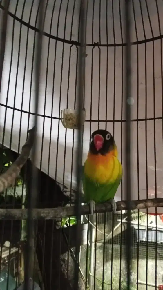 Jual sangkar beserta isinya