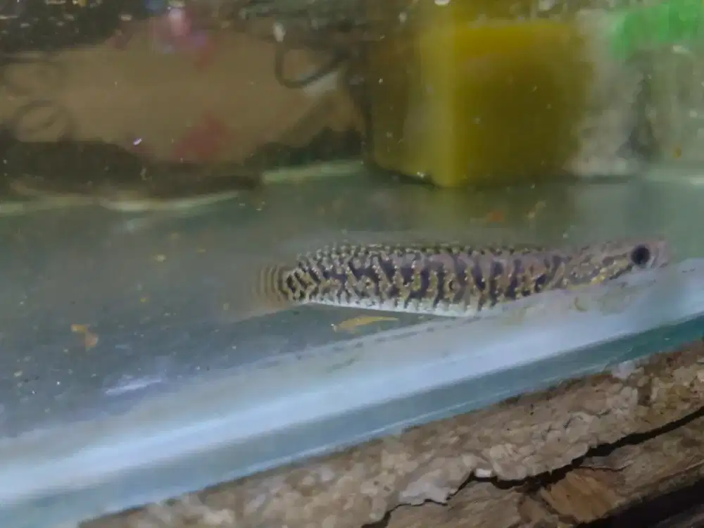 Ikan Channa Asiatica