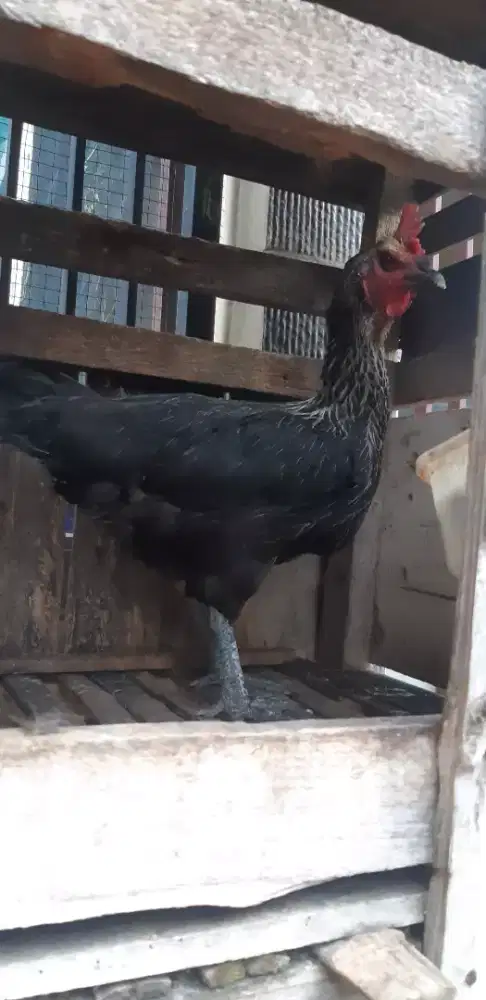 Ayam pelung Betina Babon