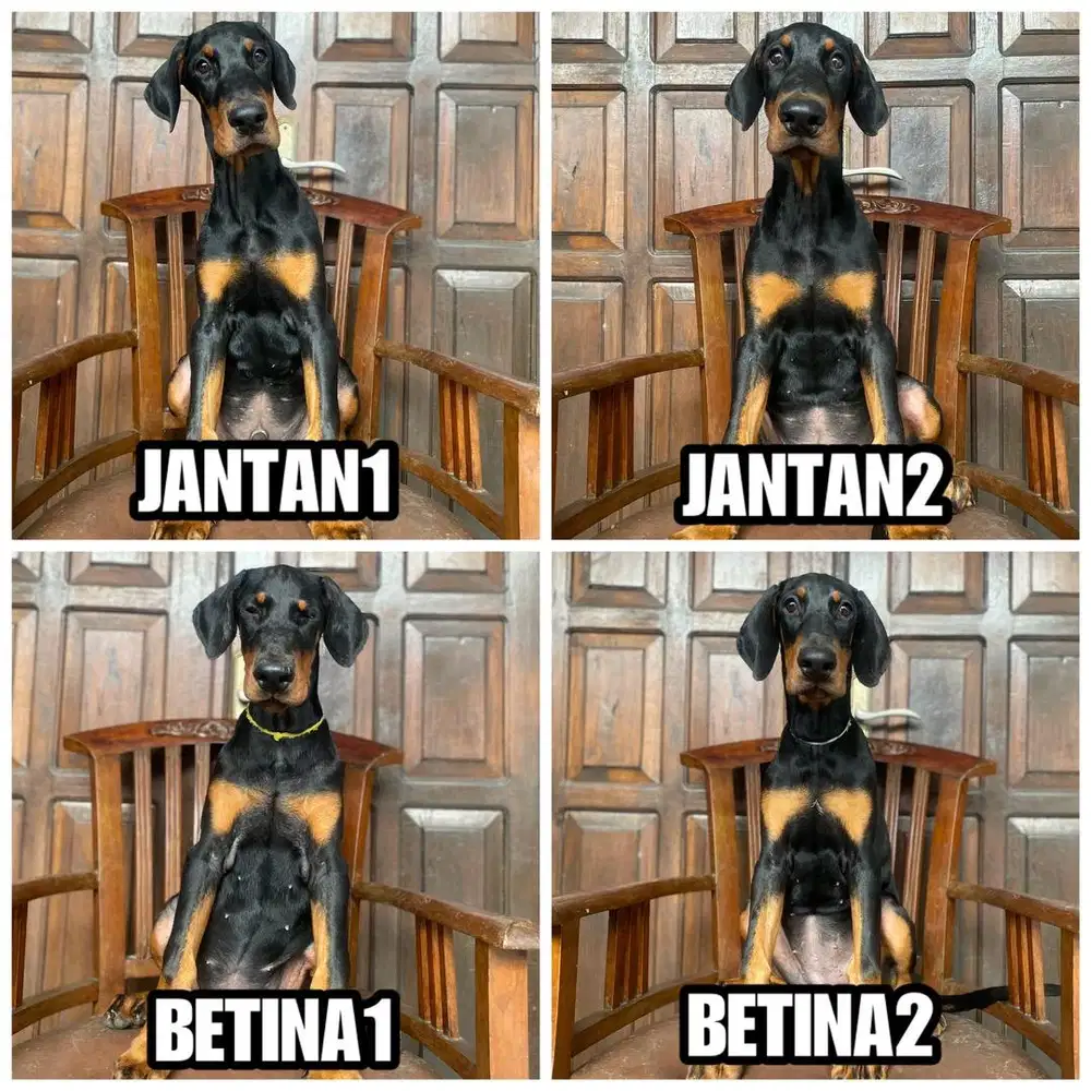 Doberman line import serbia