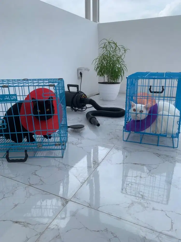 Grooming kucing | salon kucing