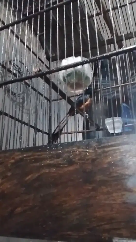 murai ori hutan oleh2 dari kampung