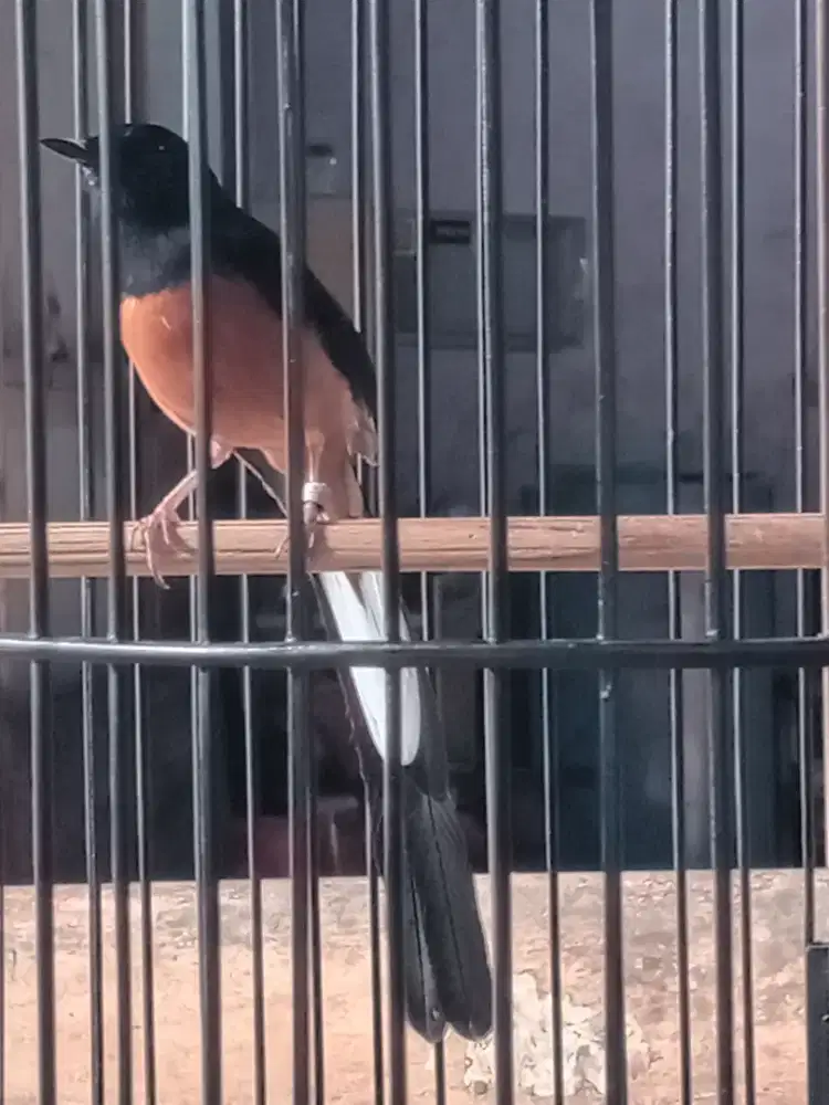 Mure batu mabung dari pastol