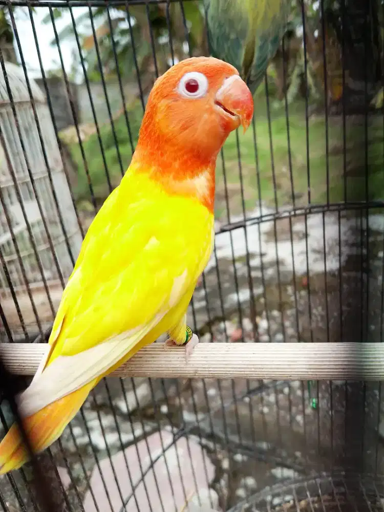 Biola lutino mm poss split aqua