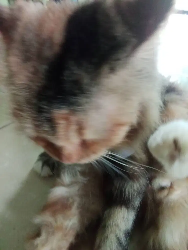 Open adopsi kucing anggora betina