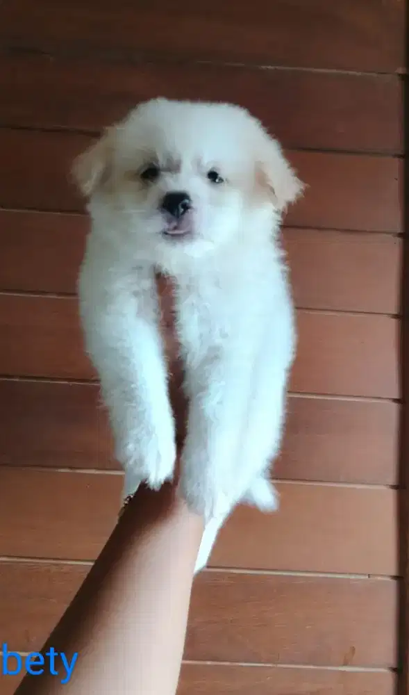 Puppy betyna 2 bulan