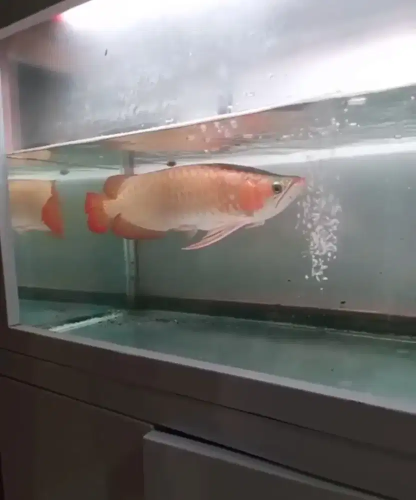 Arowana Super Red Size 45cm