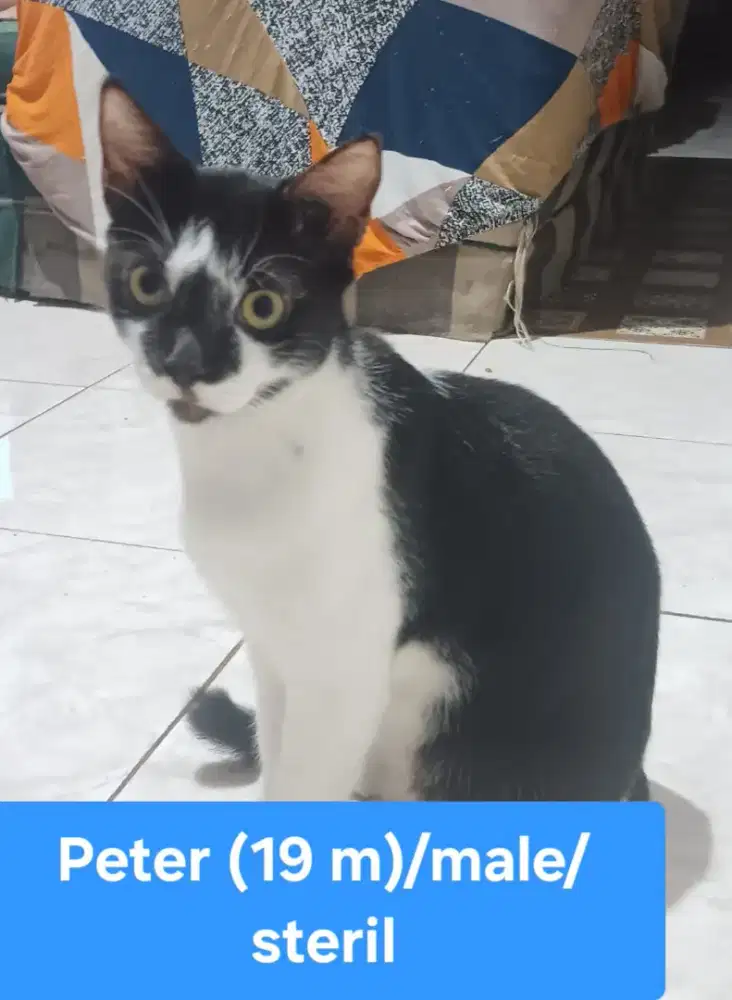 Free Kucing Mix Domestik Persia Steril Jantan