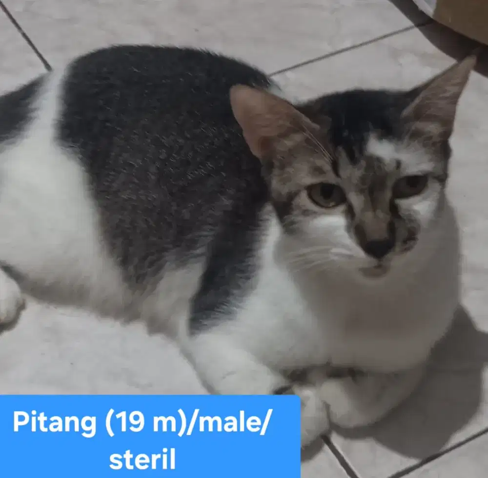 Free Kucing Mix Domestik Persia Jantan STERIL