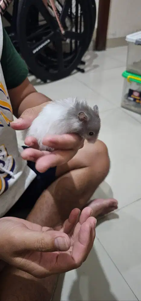 Hamster syirian (2 - 3 bulan) jinak tidak gigit