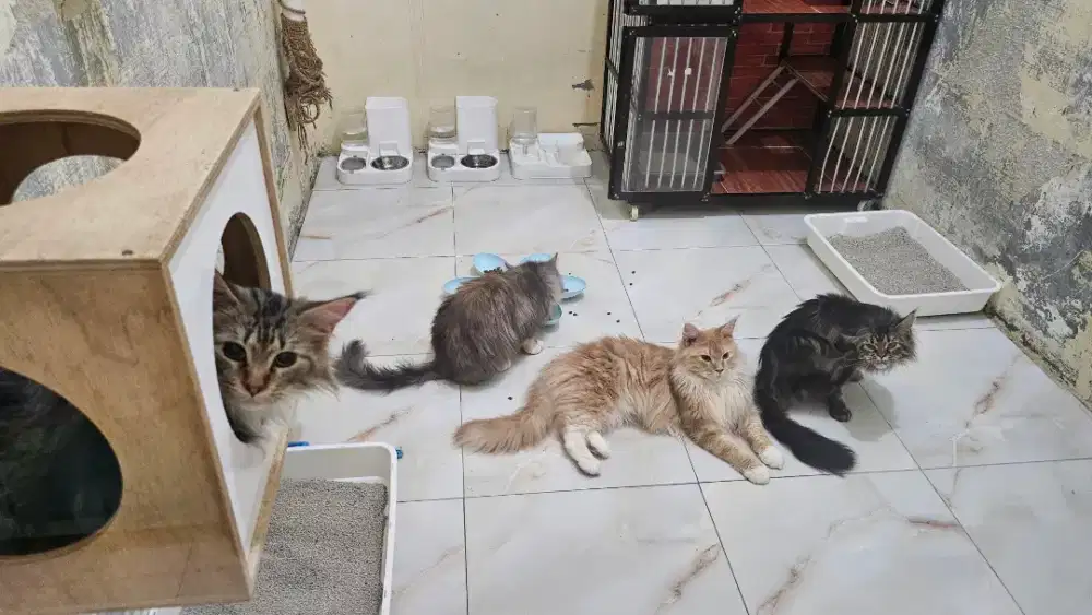 Dibutuhkan ART Wanita Menginap