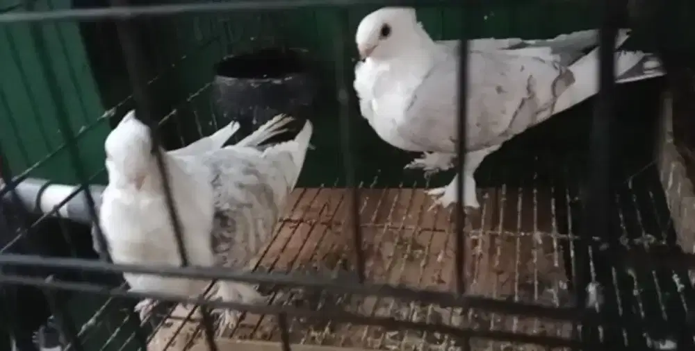 Merpati santinet 2 ekor