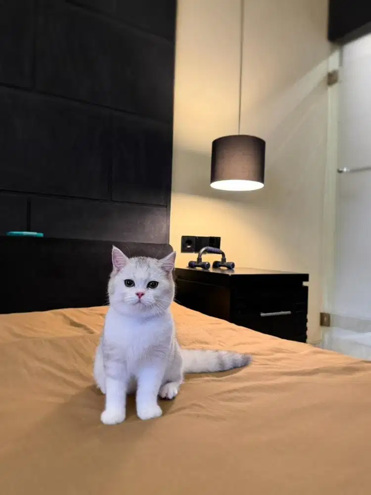 kucing british shorthair bsh