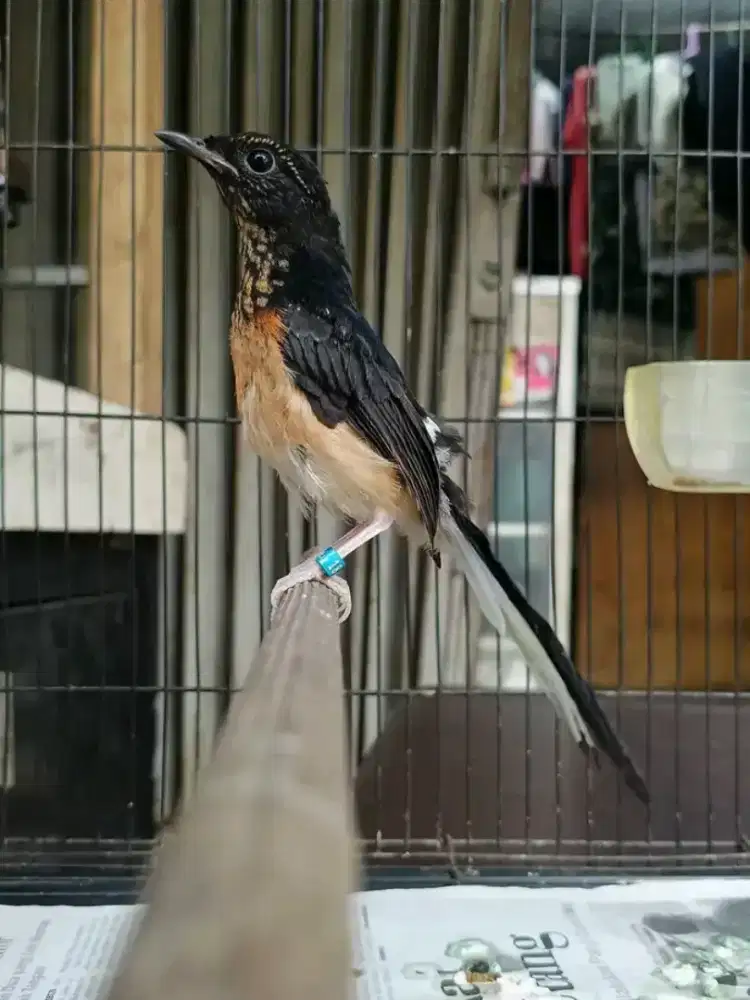 Murai trotol jantan usia 2bln