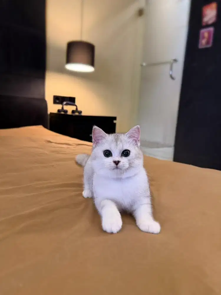 british shorthair bsh