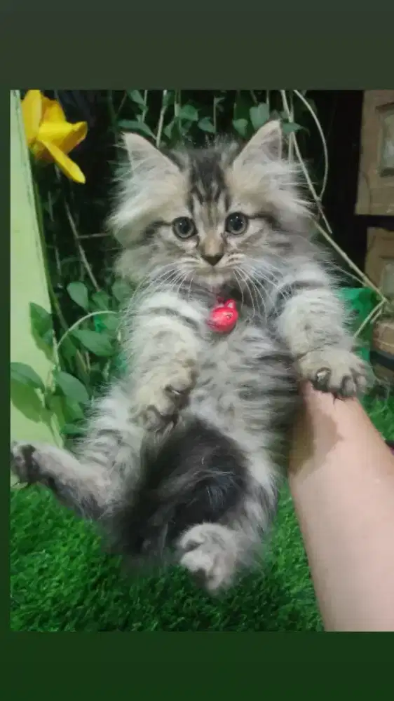 Kitten persia mujaer