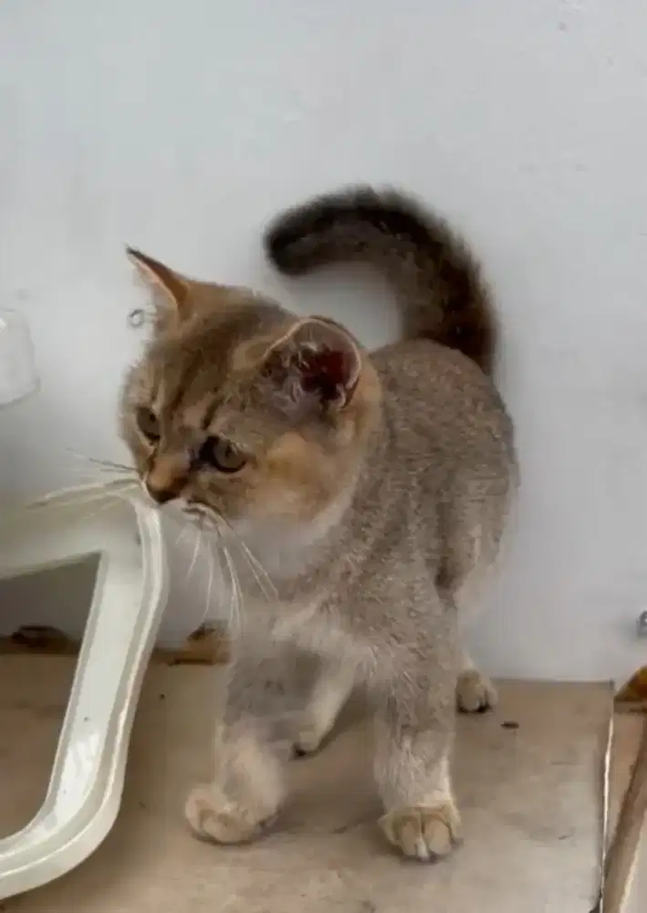 BSH Golden Ny25 Female