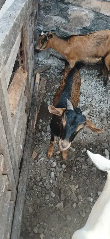 Kambing hias mini F1 pigmy pejantan