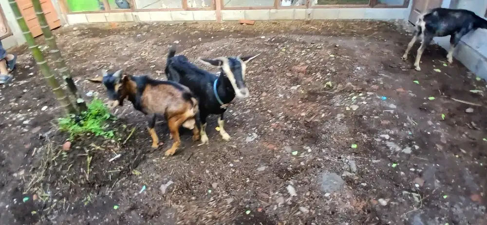 Betina minii f1 pygmi