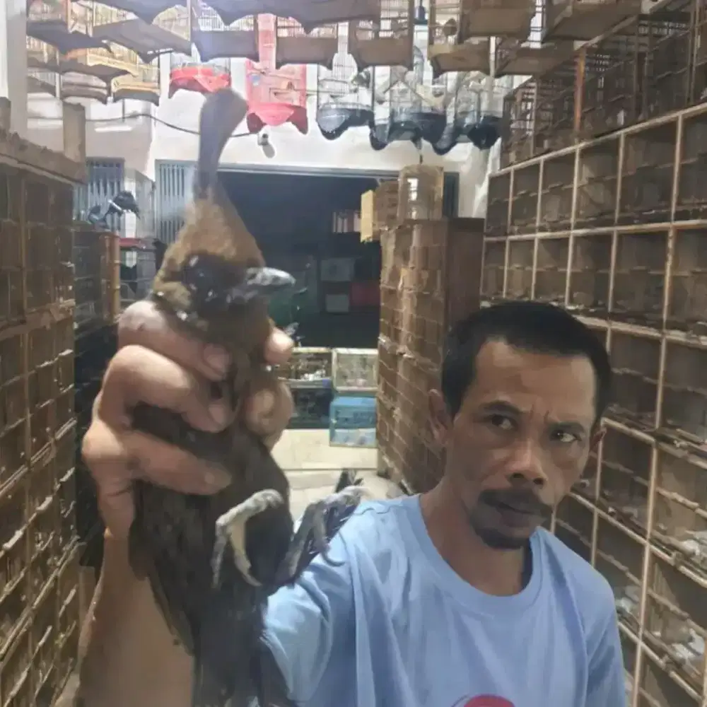 Lilin coklat bahan mh