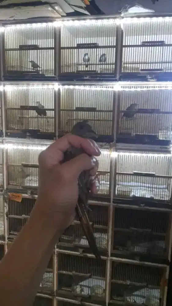 Kapas tembak mh bahan