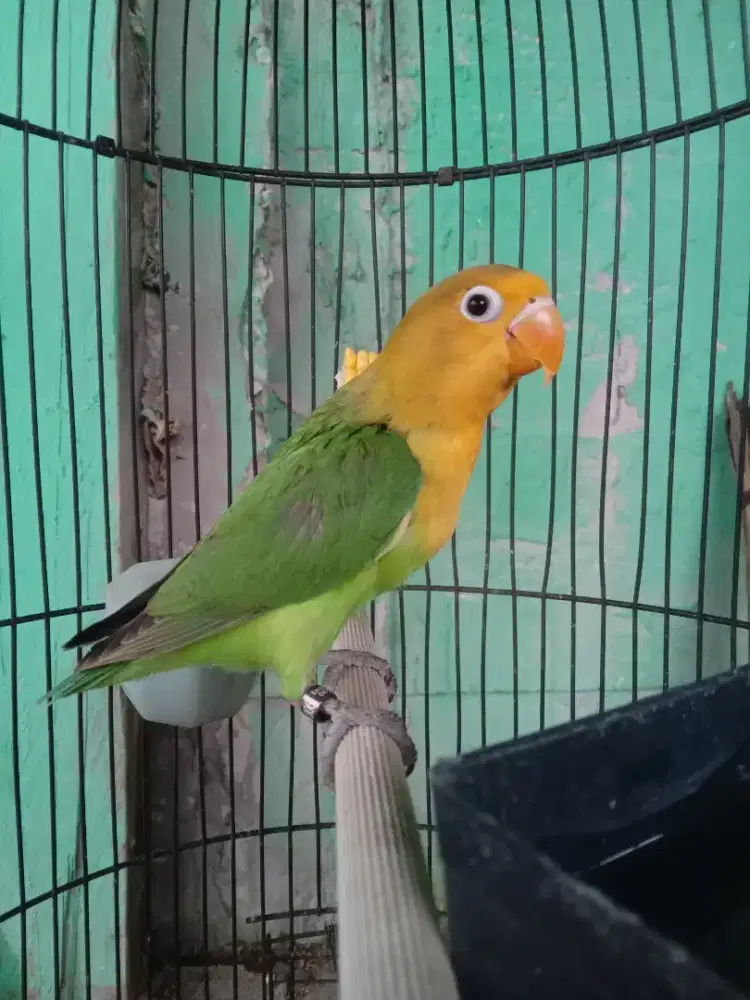 Lovebird yellow face/bio/aqua//ino