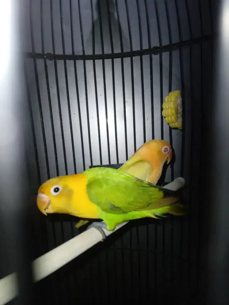 Lovebird biola yellow face/aqua//ino
