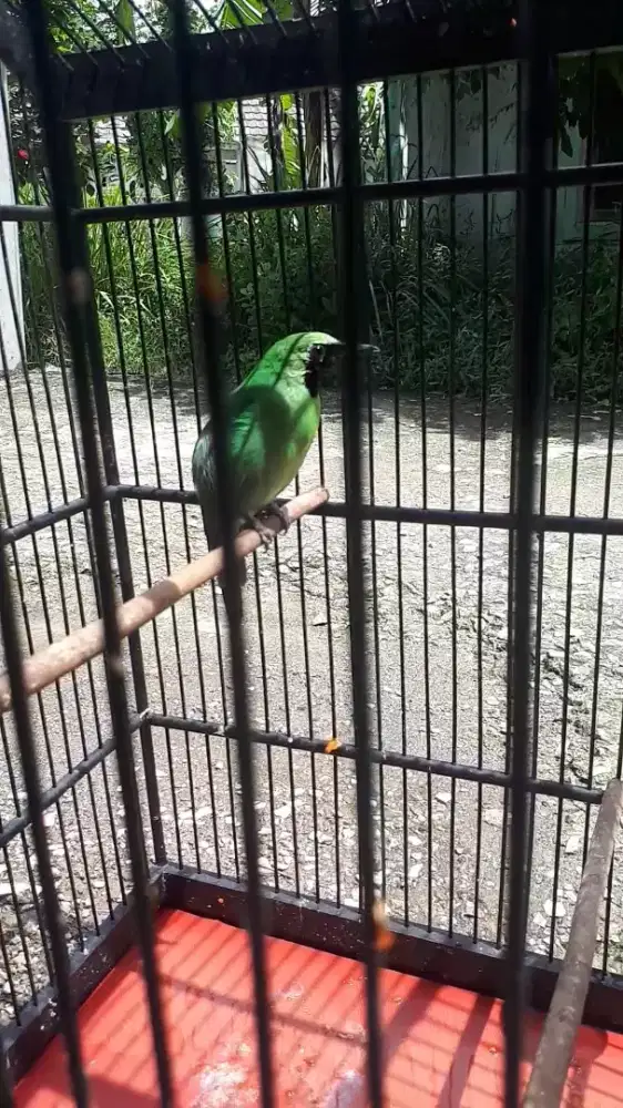 Burung gacor fighter masih muda