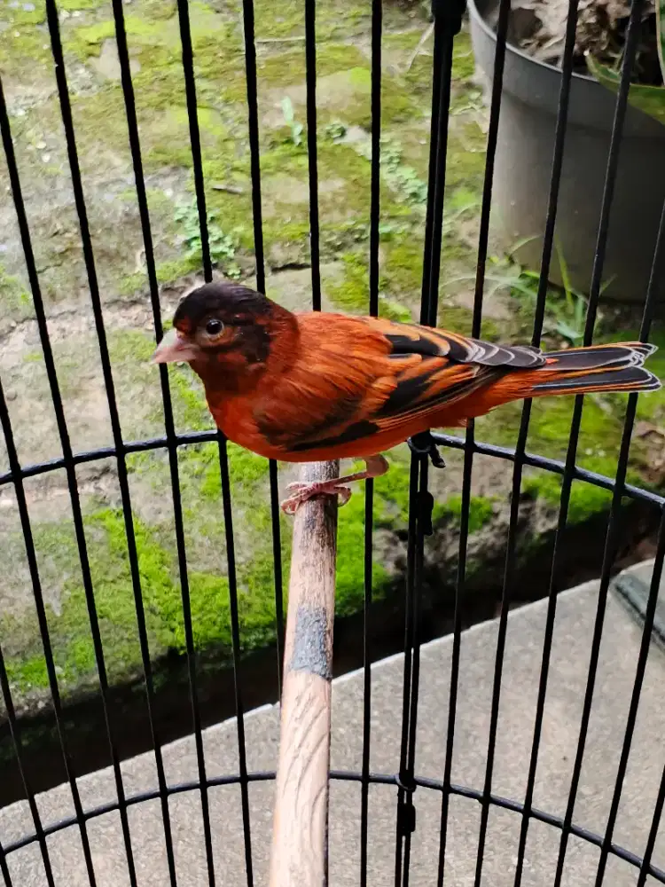 Mule Siskin (Red Siskin x Kenari)