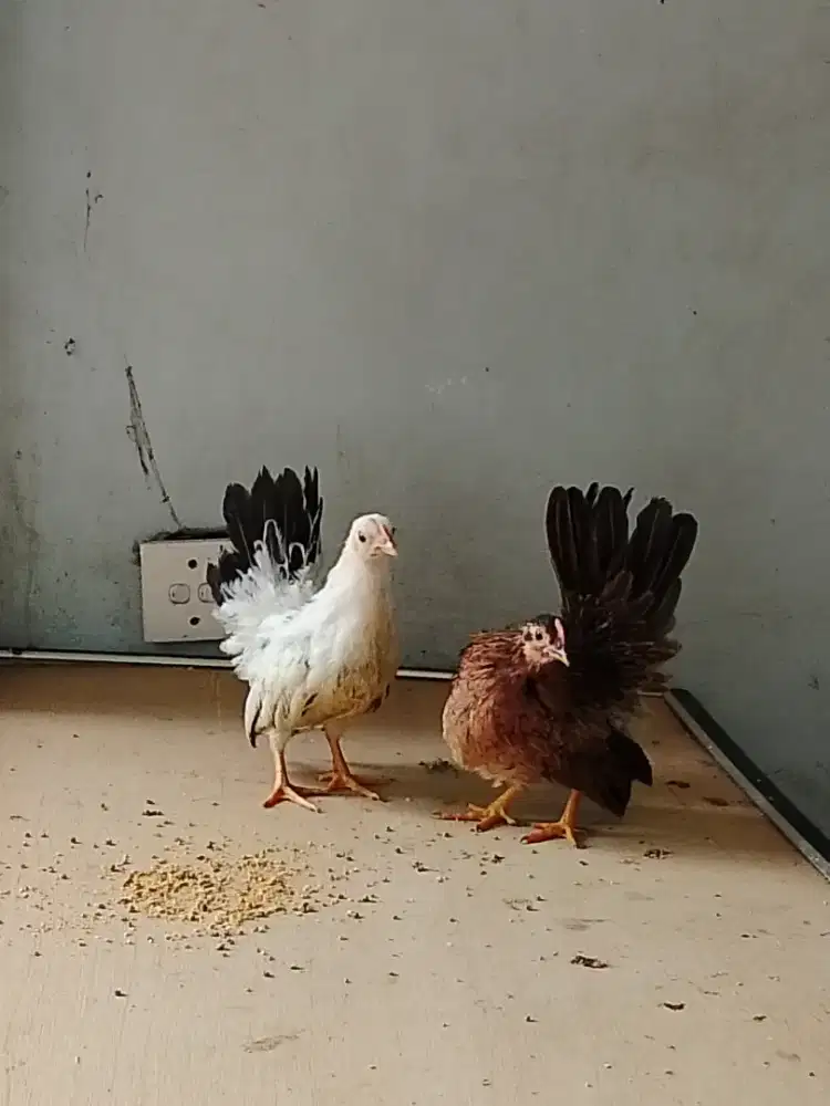 Ayam Kate Chabo, Kerikil & Walik