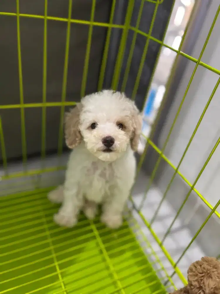 Party poddle jantan / puppy / doggie / doggy / anjing / puppies