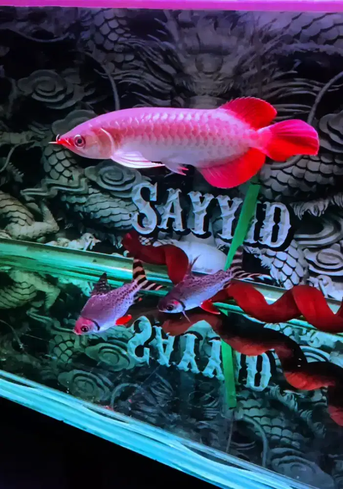 Ikan arwana super red
