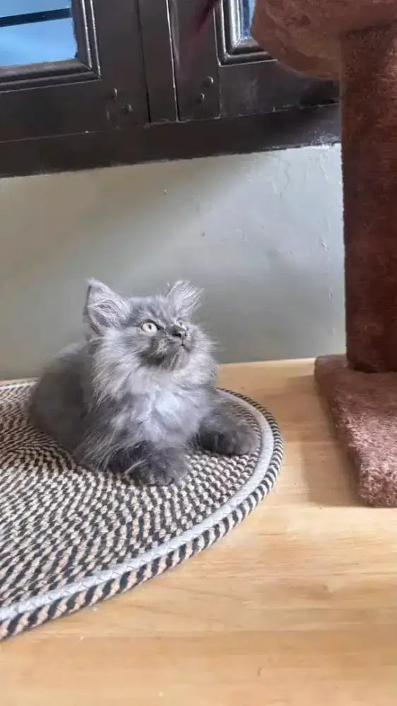 Kitten persia jantan usia 3bln
