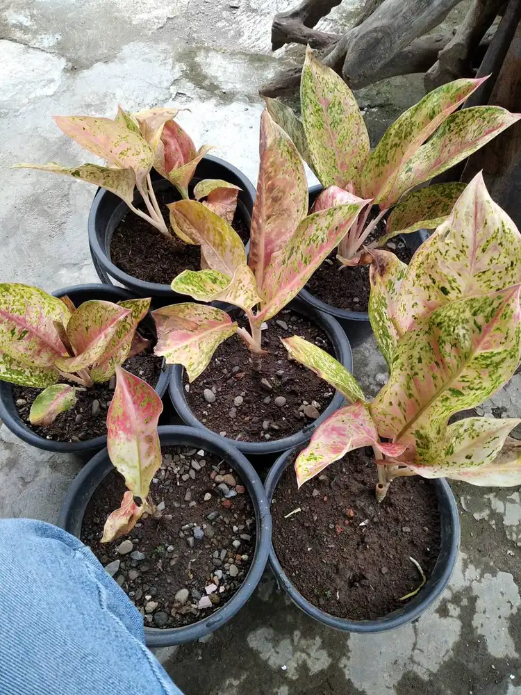 pembantu rumah tangga