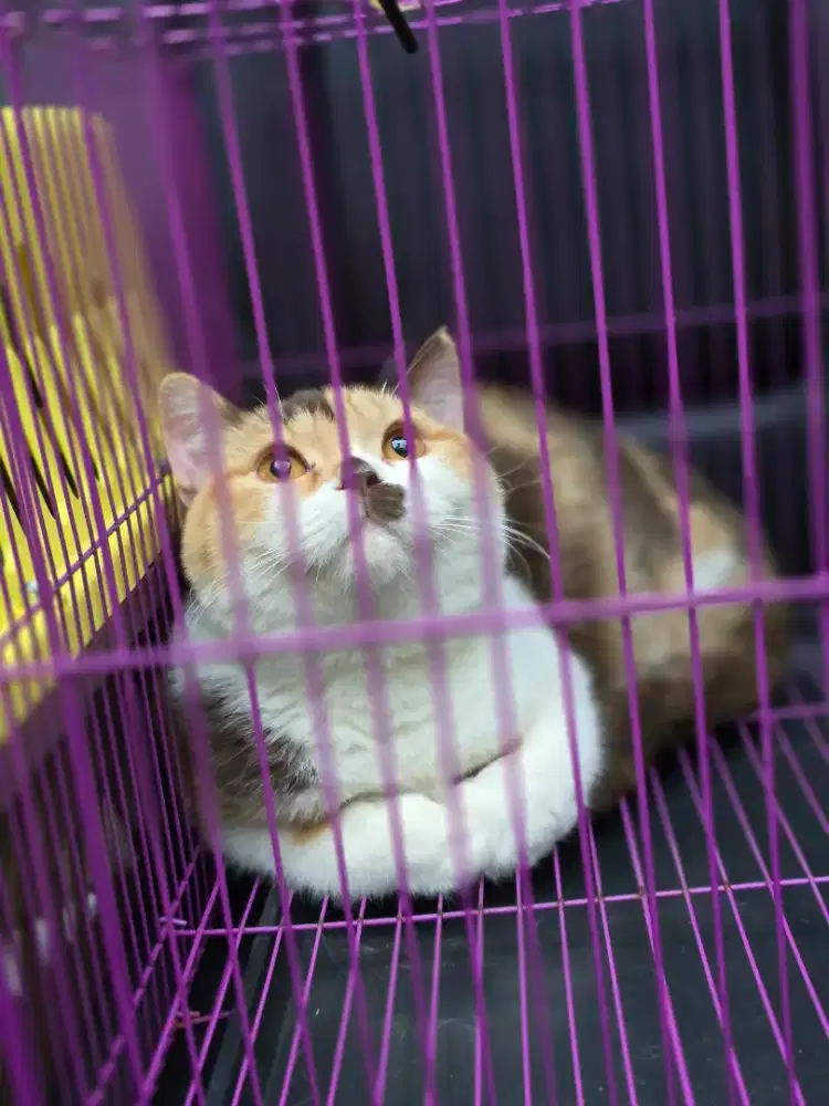 Kucing british shorthair bsh british shorthair